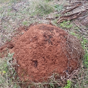 Nasutitermes exitiosus at Ainslie, ACT - suppressed