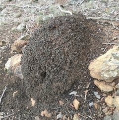 Nasutitermes exitiosus (Snouted termite, Gluegun termite) at Watson, ACT - 14 Jun 2024 by DonFletcher