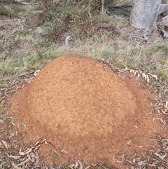 Nasutitermes exitiosus (Snouted termite, Gluegun termite) at Ainslie, ACT - 14 Jun 2024 by DonFletcher