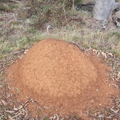 Nasutitermes exitiosus (Snouted termite, Gluegun termite) at Ainslie, ACT - 13 Jun 2024 by DonFletcher