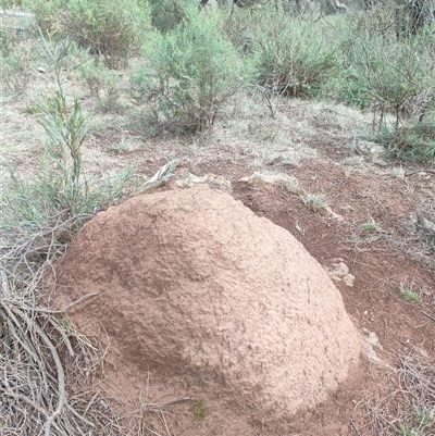 Nasutitermes exitiosus (Snouted termite, Gluegun termite) at Watson, ACT - 14 Jun 2024 by DonFletcher