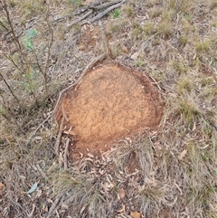 Nasutitermes exitiosus (Snouted termite, Gluegun termite) at Ainslie, ACT - 13 Jun 2024 by DonFletcher