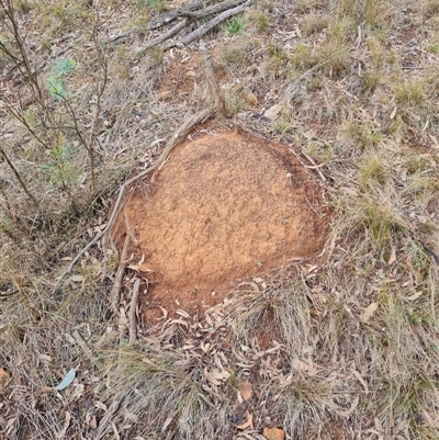 Nasutitermes exitiosus (Snouted termite, Gluegun termite) at Ainslie, ACT - 14 Jun 2024 by DonFletcher