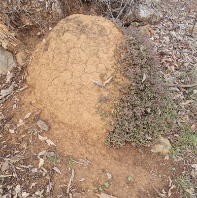 Nasutitermes exitiosus (Snouted termite, Gluegun termite) at Ainslie, ACT - 13 Jun 2024 by DonFletcher