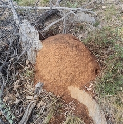 Nasutitermes exitiosus (Snouted termite, Gluegun termite) at Ainslie, ACT - 14 Jun 2024 by DonFletcher