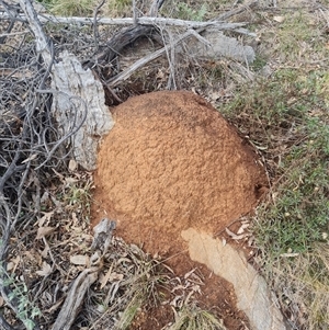 Nasutitermes exitiosus at Ainslie, ACT - suppressed