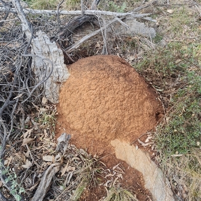 Nasutitermes exitiosus (Snouted termite, Gluegun termite) at Ainslie, ACT - 13 Jun 2024 by DonFletcher