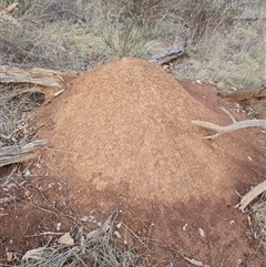 Nasutitermes exitiosus (Snouted termite, Gluegun termite) at Ainslie, ACT - 14 Jun 2024 by DonFletcher