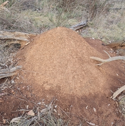 Nasutitermes exitiosus (Snouted termite, Gluegun termite) at Ainslie, ACT - 13 Jun 2024 by DonFletcher