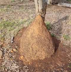 Nasutitermes exitiosus (Snouted termite, Gluegun termite) at Ainslie, ACT - 14 Jun 2024 by DonFletcher