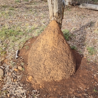 Nasutitermes exitiosus (Snouted termite, Gluegun termite) at Ainslie, ACT - 14 Jun 2024 by DonFletcher