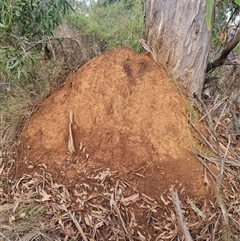 Nasutitermes exitiosus (Snouted termite, Gluegun termite) at Ainslie, ACT - 14 Jun 2024 by DonFletcher