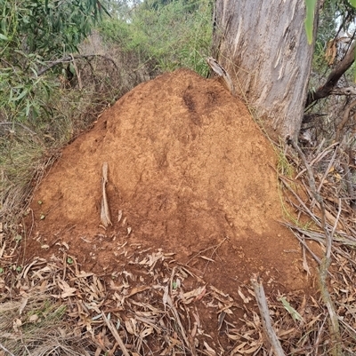 Nasutitermes exitiosus (Snouted termite, Gluegun termite) at Ainslie, ACT - 13 Jun 2024 by DonFletcher