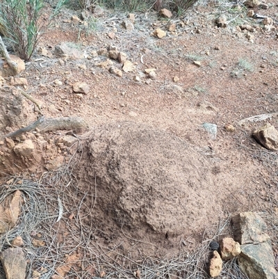 Nasutitermes exitiosus (Snouted termite, Gluegun termite) at Watson, ACT - 13 Jun 2024 by DonFletcher