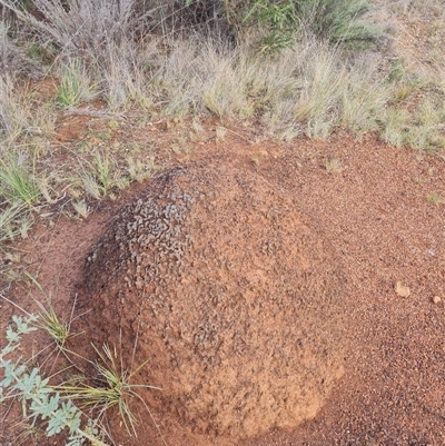 Nasutitermes exitiosus (Snouted termite, Gluegun termite) at Ainslie, ACT - 13 Jun 2024 by DonFletcher