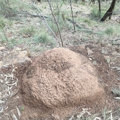 Nasutitermes exitiosus (Snouted termite, Gluegun termite) at Watson, ACT - 13 Jun 2024 by DonFletcher