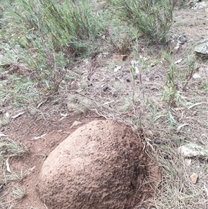 Nasutitermes exitiosus at Watson, ACT - 14 Jun 2024