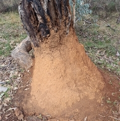 Nasutitermes exitiosus (Snouted termite, Gluegun termite) at Ainslie, ACT - 14 Jun 2024 by DonFletcher