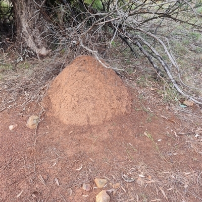 Nasutitermes exitiosus (Snouted termite, Gluegun termite) at Ainslie, ACT - 14 Jun 2024 by DonFletcher