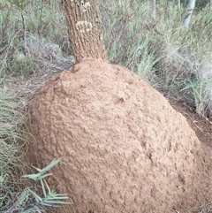 Nasutitermes exitiosus (Snouted termite, Gluegun termite) at Watson, ACT - 13 Jun 2024 by DonFletcher