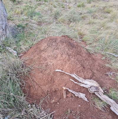 Nasutitermes exitiosus (Snouted termite, Gluegun termite) at Ainslie, ACT - 13 Jun 2024 by DonFletcher