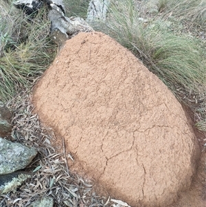 Nasutitermes exitiosus at Hackett, ACT - 14 Jun 2024