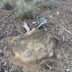 Nasutitermes exitiosus (Snouted termite, Gluegun termite) at Aranda, ACT - 13 Jun 2024 by DonFletcher