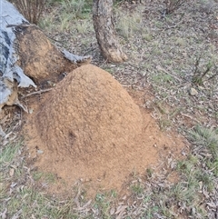 Nasutitermes exitiosus (Snouted termite, Gluegun termite) at Ainslie, ACT - 13 Jun 2024 by DonFletcher