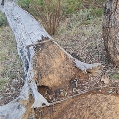 Nasutitermes exitiosus at Ainslie, ACT - 14 Jun 2024