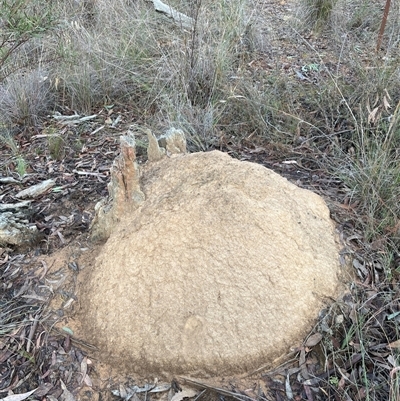 Nasutitermes exitiosus (Snouted termite, Gluegun termite) at Aranda, ACT - 13 Jun 2024 by DonFletcher