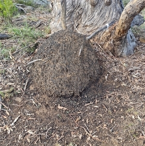 Nasutitermes exitiosus at Ainslie, ACT - suppressed