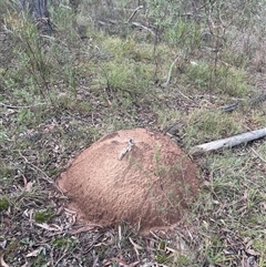 Nasutitermes exitiosus (Snouted termite, Gluegun termite) at Aranda, ACT - 13 Jun 2024 by DonFletcher