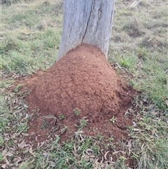 Nasutitermes exitiosus (Snouted termite, Gluegun termite) at Ainslie, ACT - 13 Jun 2024 by DonFletcher