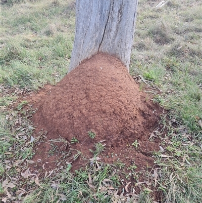 Nasutitermes exitiosus (Snouted termite, Gluegun termite) at Ainslie, ACT - 13 Jun 2024 by DonFletcher