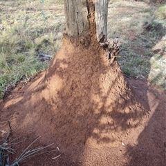 Nasutitermes exitiosus (Snouted termite, Gluegun termite) at Ainslie, ACT - 13 Jun 2024 by DonFletcher