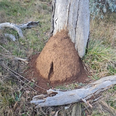 Nasutitermes exitiosus (Snouted termite, Gluegun termite) at Ainslie, ACT - 13 Jun 2024 by DonFletcher