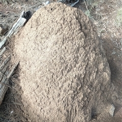 Nasutitermes exitiosus (Snouted termite, Gluegun termite) at Watson, ACT - 13 Jun 2024 by DonFletcher