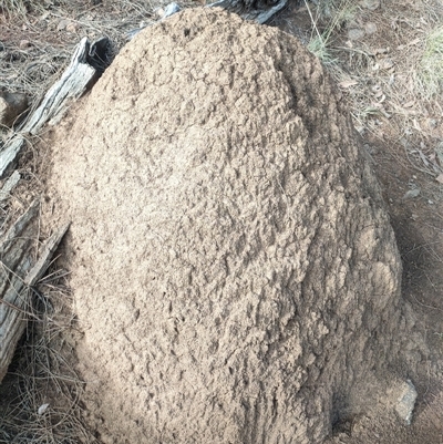 Nasutitermes exitiosus (Snouted termite, Gluegun termite) at Watson, ACT - 13 Jun 2024 by DonFletcher