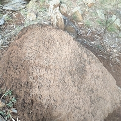 Nasutitermes exitiosus (Snouted termite, Gluegun termite) at Watson, ACT - 13 Jun 2024 by DonFletcher