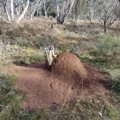 Nasutitermes exitiosus (Snouted termite, Gluegun termite) at Hackett, ACT - 13 Jun 2024 by DonFletcher