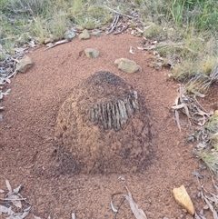 Nasutitermes exitiosus (Snouted termite, Gluegun termite) at Ainslie, ACT - 14 Jun 2024 by DonFletcher