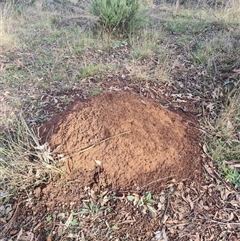 Nasutitermes exitiosus (Snouted termite, Gluegun termite) at Ainslie, ACT - 13 Jun 2024 by DonFletcher