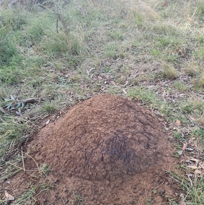 Nasutitermes exitiosus (Snouted termite, Gluegun termite) at Ainslie, ACT - 13 Jun 2024 by DonFletcher