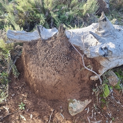 Nasutitermes exitiosus (Snouted termite, Gluegun termite) at Ainslie, ACT - 14 Jun 2024 by DonFletcher