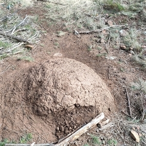 Nasutitermes exitiosus at Watson, ACT - suppressed