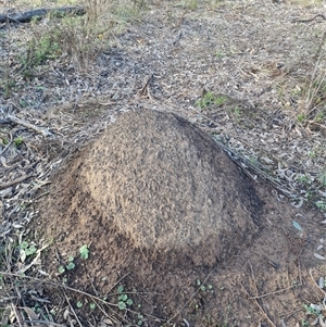 Nasutitermes exitiosus at Ainslie, ACT - suppressed