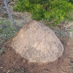 Nasutitermes exitiosus (Snouted termite, Gluegun termite) at Ainslie, ACT - 14 Jun 2024 by DonFletcher