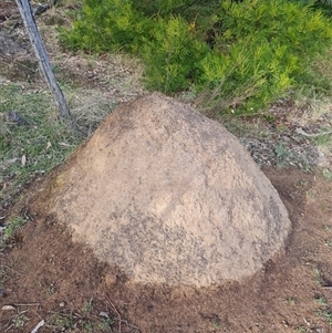 Nasutitermes exitiosus at Ainslie, ACT - suppressed