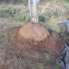 Nasutitermes exitiosus (Snouted termite, Gluegun termite) at Ainslie, ACT - 14 Jun 2024 by DonFletcher