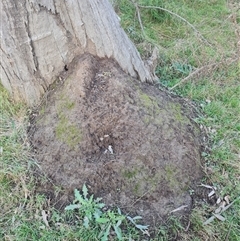 Nasutitermes exitiosus (Snouted termite, Gluegun termite) at Ainslie, ACT - 14 Jun 2024 by DonFletcher